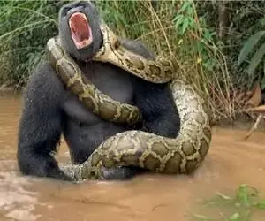 مستند حیات وحش؛ خیال باطل پیروزی پیتون در مواجهه با گوریل حجیم