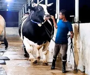 گاوهای باورنکردنی؛ از گاو سیه چرده دائم الشیره ساعتی 20 کیلو شیر میدوشن نمایش میدن