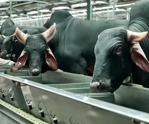 حیوانات غول جثه؛ با تکنولوژی کاری می کنن گاوهای غول تند زایمان می کنن و هر بار چندقلو