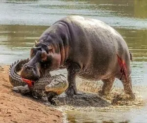 شاهکار حیات وحش؛ اسب آبی ددمنش بچه تمساح سفاک در حال بلع نوزاد شیر تناول کرد