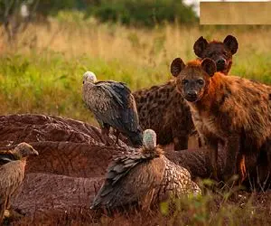 صحنه دهشتناک؛ کفتارا و کرکسا تبانی کردن دندون شیر به لاشه فیل نرسه همه رو تناول میکنن