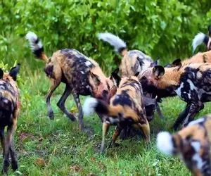 جذابیت حیات وحش/ جدال نفس‌گیر گله سگ های وحشی برای بلعیدن بوفالو