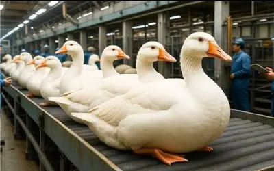 فرآوری غاز؛ غازارو به چهار میخ میکشن پراشونو میکنن میفرستن واس دل کباب جیگر کباب