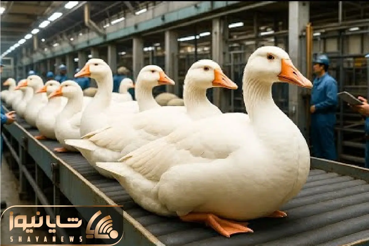 فرآوری غاز؛ غازارو به چهار میخ میکشن پراشونو میکنن میفرستن واس دل کباب جیگر کباب