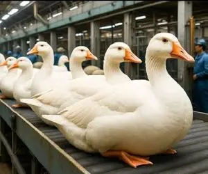 فرآوری غاز؛ غازارو به چهار میخ میکشن پراشونو میکنن میفرستن واس دل کباب جیگر کباب