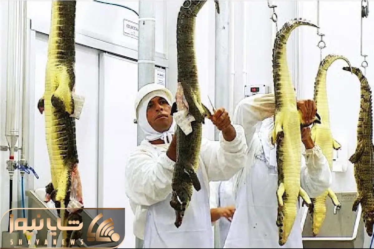 فرآوری تمساح؛ تمساح وحشی مثله شد تا از گوشت و پوستش بهره برداری شه