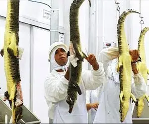 فرآوری تمساح؛ تمساح وحشی مثله شد تا از گوشت و پوستش بهره برداری شه