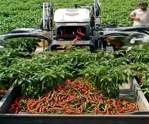 کشاورزی نوین؛ ماشین فلفل چین خودش میچینه