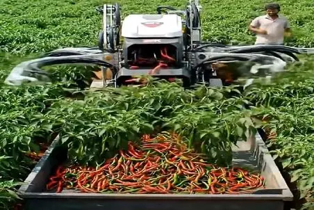 کشاورزی نوین؛ ماشین فلفل چین خودش میچینه