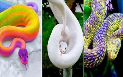 کارخانه حیوانات؛ مهندسین ژنتیک مار و پرنده زینتی ترکیب زدن برا هفت رنگ شدن طبیعت