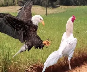 شاهکار حیات وحش / خروس غیرتی برای حفظ مرغدونی چش و چال عقاب رو درآورد 