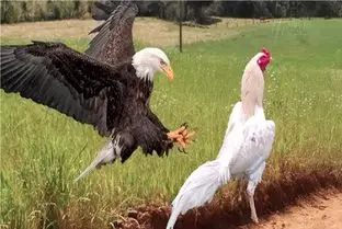 شاهکار حیات وحش / خروس غیرتی برای حفظ مرغدونی چش و چال عقاب رو درآورد 