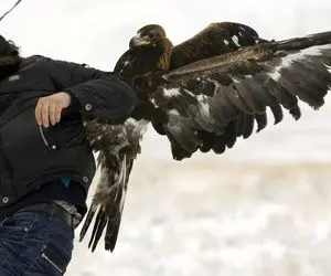 بدایع حیات وحش؛ صحنه مخوف حمله عقاب بدسگال به آدما داشت از صخره پرتشون میکرد