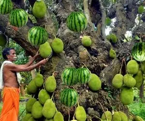 هندوانه های درختی؛ هندوانه رو پیوند میزنن به درخت استوایی و آخر فصل چیز محشری درمیاد