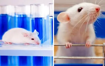 از مدرسه موش‌ها تا شهر موش‌ها؛ وقتی رفاه مطلق هم خوشبختی نمی‌آورد!