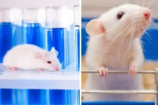 از مدرسه موش‌ها تا شهر موش‌ها؛ وقتی رفاه مطلق هم خوشبختی نمی‌آورد!