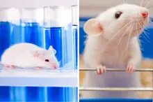 از مدرسه موش‌ها تا شهر موش‌ها؛ وقتی رفاه مطلق هم خوشبختی نمی‌آورد!