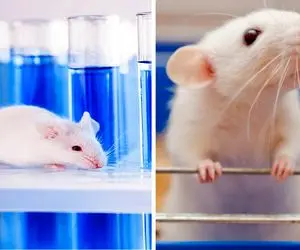 از مدرسه موش‌ها تا شهر موش‌ها؛ وقتی رفاه مطلق هم خوشبختی نمی‌آورد!