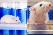 از مدرسه موش‌ها تا شهر موش‌ها؛ وقتی رفاه مطلق هم خوشبختی نمی‌آورد!