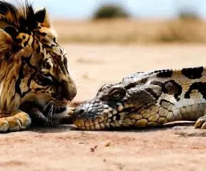 بدایع حیات وحش؛ شیر ستبر سر تمساح شریری که توله هاش و خورد کند داد پلنگ بخوره