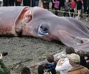 غذای دریایی غول؛ معلوم نیست این چی چی ماهیه این مدلی صیدش میکنن میخورن عجیبا غریبا