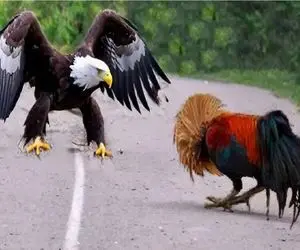 شاهکار حیات وحش؛  در تقابل خروس و عقاب این عقاب بود که با جراحت جان تسلیم کرد