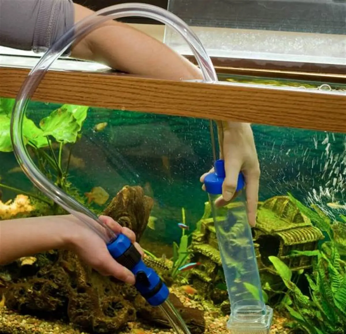 acvarium2