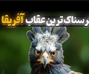 مستند حیات وحش؛ عقاب تاجدار جمجمه‌ حیوان ۳۰ کیلویی رو خرد میکنه