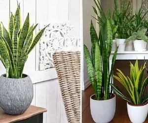 5 روش آسون واسه تکثیر سانسوریا / میگن عشق و حال زیادش خوبه؟ من میگم سانسوریا زیادش خوبه