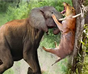 نارام زیان؛ فیل ددمنش عاجش و کرد تو خرخره شیر شریری که بچشو جر داد خون جهید