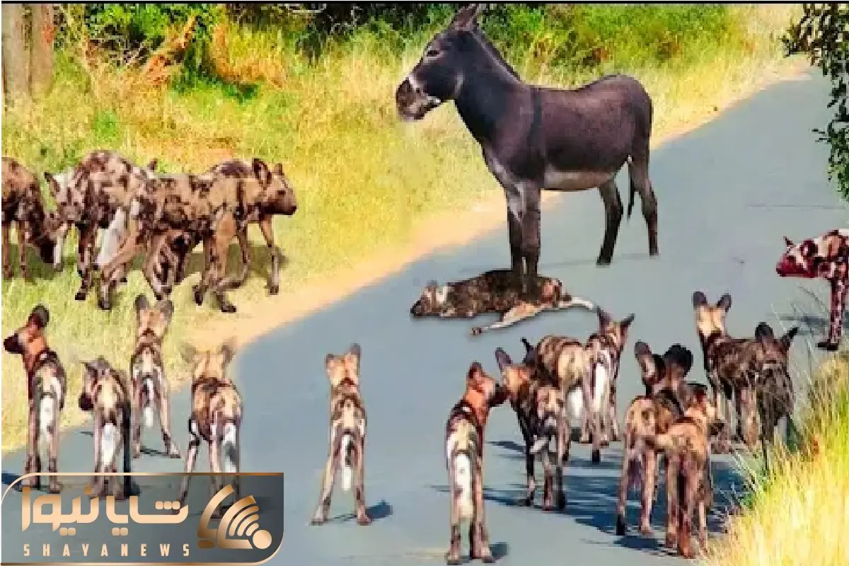 جذابیت حیات وحش؛ خر با خر بازیاش روی کفتارارو سفید کرد