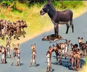 جذابیت حیات وحش؛ خر با خر بازیاش روی کفتارارو سفید کرد