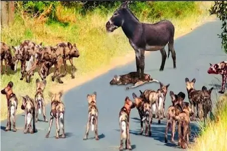 جذابیت حیات وحش؛ خر با خر بازیاش روی کفتارارو سفید کرد