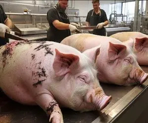 فرآوری خوک؛ خوک قلمبه لجن و میذاره دستگاه چاق بشه بعد کارواش شقه کنه سوسیس شه