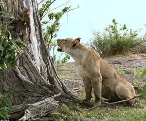 نبض وحش؛ شیر پَچُل از پس یه میمون بر نمیاد