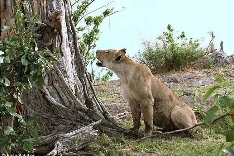نبض وحش؛ شیر پَچُل از پس یه میمون بر نمیاد