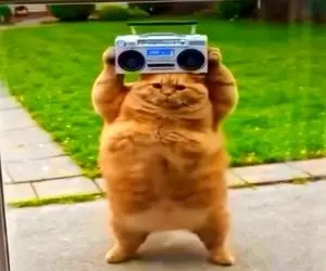 آواز شاد؛ ضبط دادن دست گربه فامیل گارفیلد با آهنگ جعفر خودشو چپ و راست تکون داد رقصید