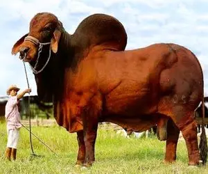 گاو باورنکردنی؛ گاو 10 تنی بعد فشن شو روزی 6 بار شیر میده و شاخش هم شده قداره