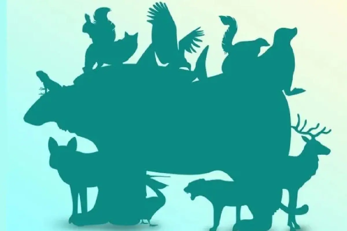 فیل
