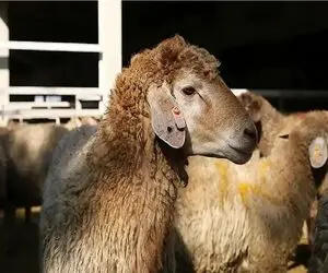 قیمت دام زنده امروز ۲۳ اردیبهشت ۱۴۰۵ + جدول