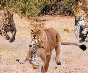 بدایع حیات وحش؛ شیر شریر بعد شکار توله پلنگ پا گذاشت به فرار مادرش هم دنبالش