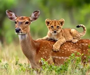 مستند حیات وحش؛ مادر شیر مرد و گوزن شد مادرش اونم بزرگ شد نخوردتش