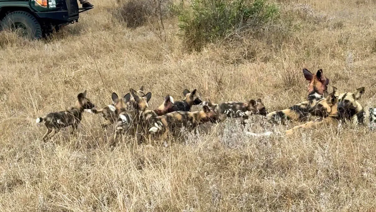 Wild-Dogs-Family-Makes-a-Huge-Noise-During-Reunion-3-1024x576