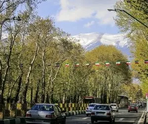 تصمیم تازه درباره ۳۰۰ درخت چنار خیابان ولیعصر 