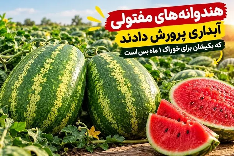 (ویدیو) چنان هندوانه های مفتولی آبداری پرورش دادند که یکیشان برای خوراک 1 ماه بس است