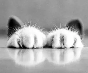 طنازی عکس ها / عملیات نیمه‌شب: وقتی گربه‌ها نقشهٔ دزدی از انسان‌ها را می‌کشند!