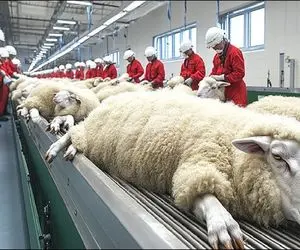 فرآوری گوسفند / صنعت گوسفند مدرن برای تولید شگفت انگیز  پشم