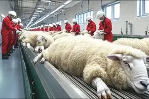 فرآوری گوسفند / صنعت گوسفند مدرن برای تولید شگفت انگیز  پشم