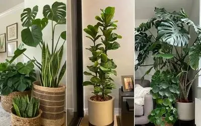 گیاهانی که نیاز به نور ندارن؛ بادوام در هر فضای تاریک از راه پله تا خانه با نورگیر بد