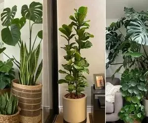 گیاهانی که نیاز به نور ندارن؛ بادوام در هر فضای تاریک از راه پله تا خانه با نورگیر بد